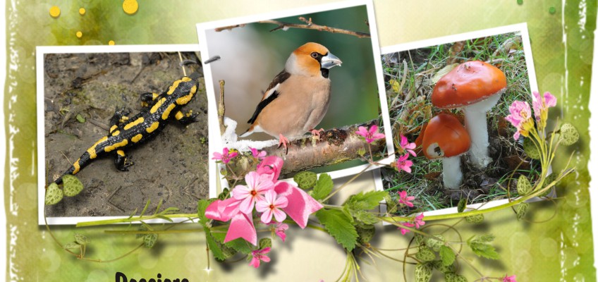 Affiche Concours photos adultes 2013